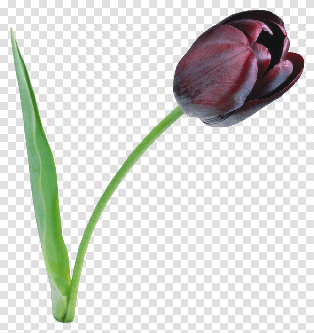 Tulip File Black Tulip, Plant, Flower, Blossom Transparent Png
