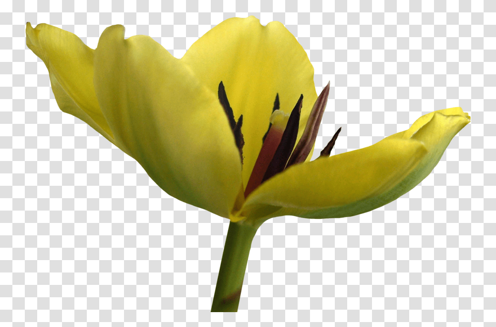 Tulip Flower And Images Free Free Tulip, Plant, Blossom, Pollen, Lily Transparent Png