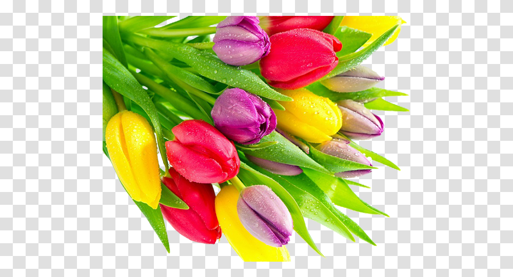 Tulip Flower Bunch Image Green Yellow Red Purple, Plant, Blossom, Petal, Spring Transparent Png