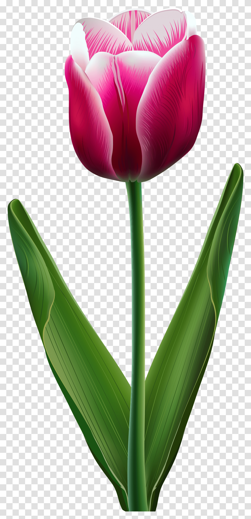 Tulip Flower Clip Art Beautiful Flowers Of Tulip Transparent Png