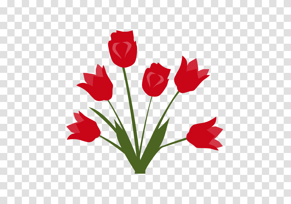 Tulip Flower Clip Art Material Free Illustration Image, Plant, Blossom, Rose, Petal Transparent Png
