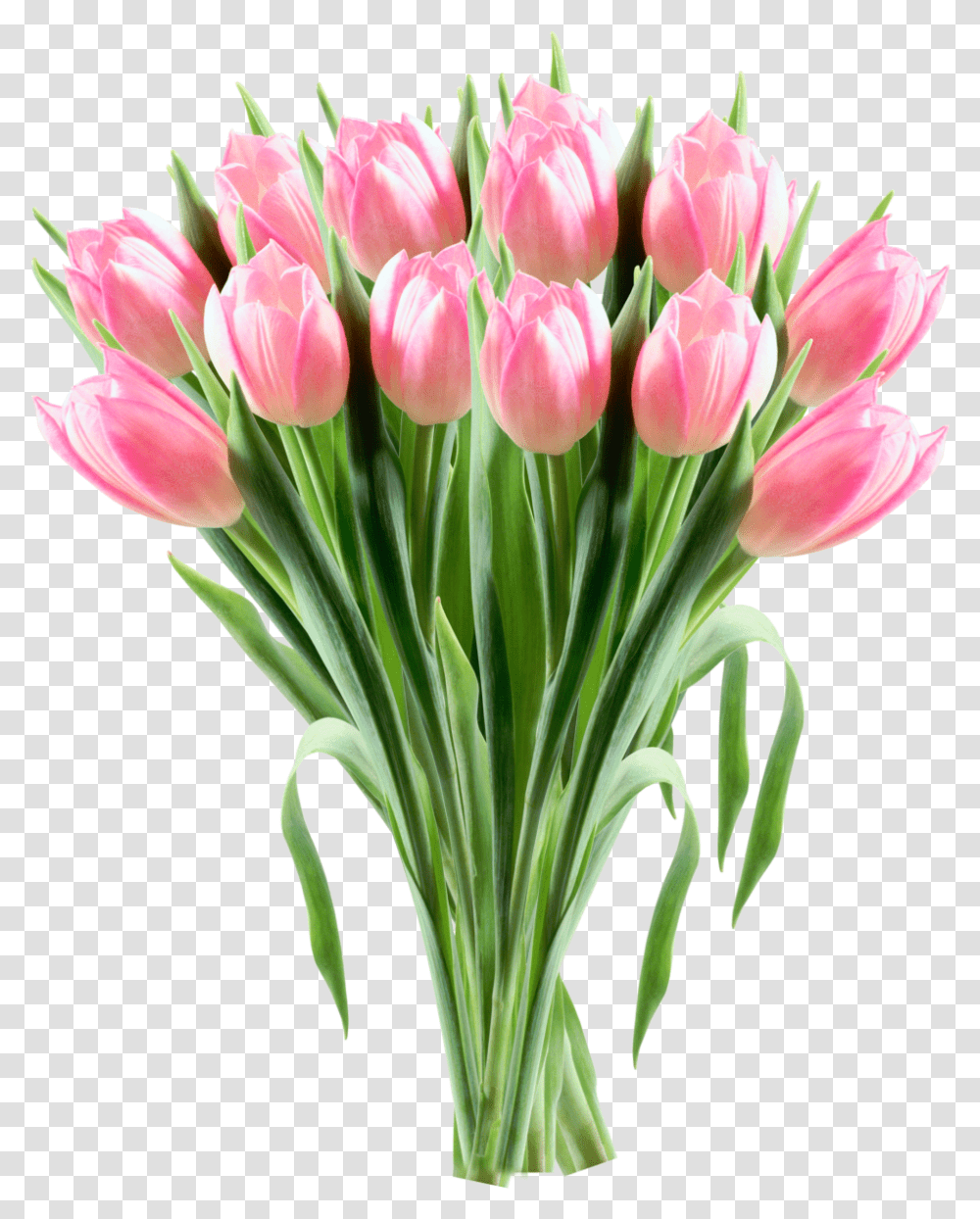 Tulip Flower Clip Art Tulip Bouquet Clipart, Plant, Blossom, Flower Arrangement, Flower Bouquet Transparent Png