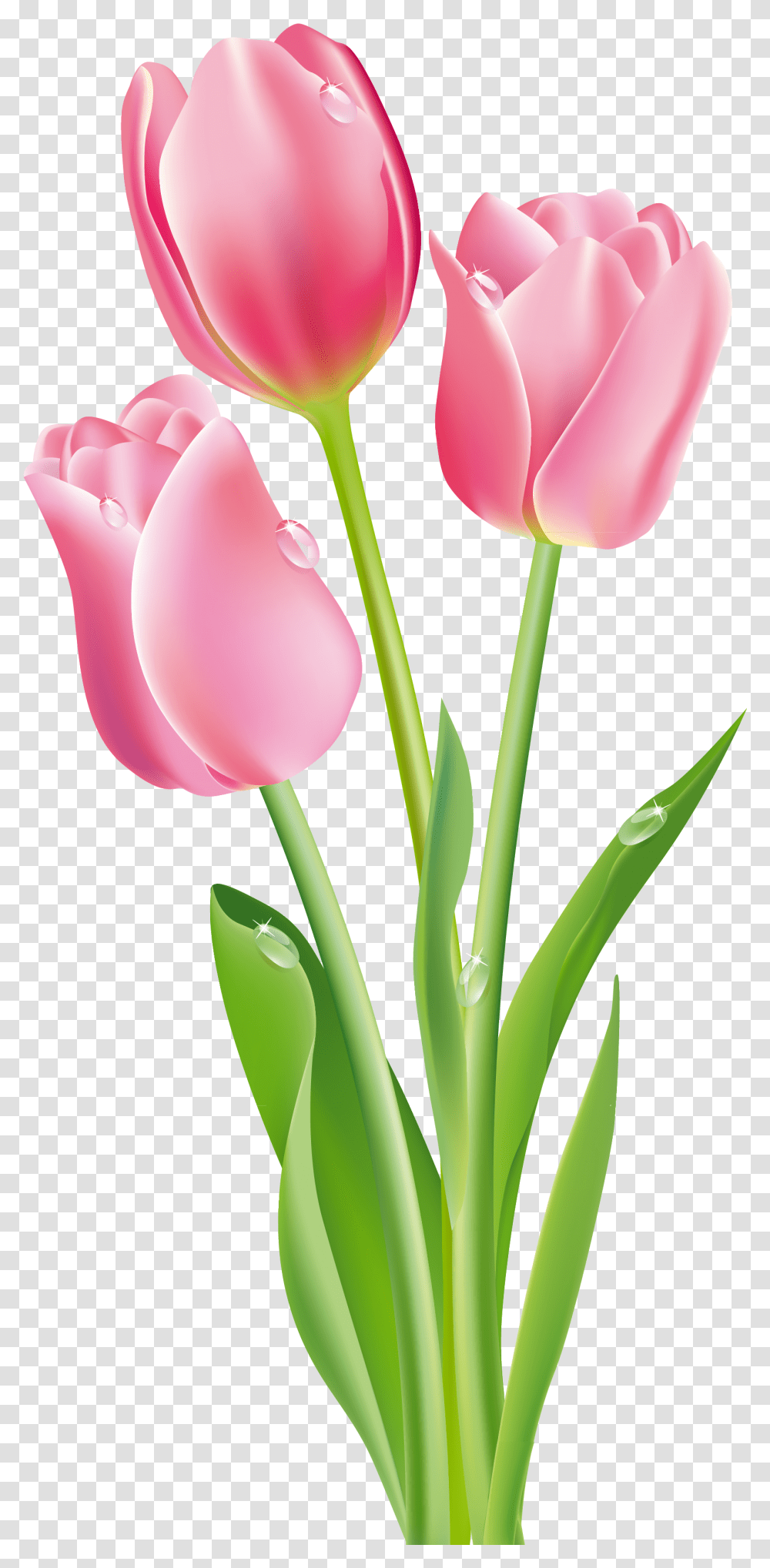 Tulip Flower Clipart Pink Tulips, Plant, Blossom, Petal Transparent Png
