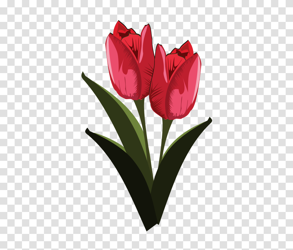 Tulip Flower Clipart, Plant, Blossom, Petal Transparent Png