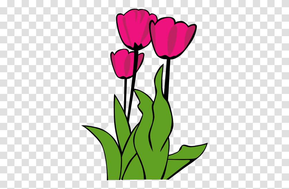 Tulip Flower Clipart, Plant, Blossom Transparent Png