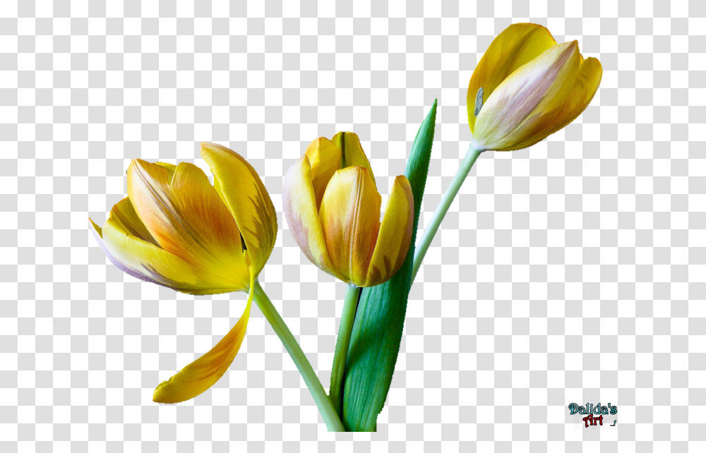 Tulip Flower Clipart Tulip, Plant, Blossom, Petal, Crocus Transparent Png