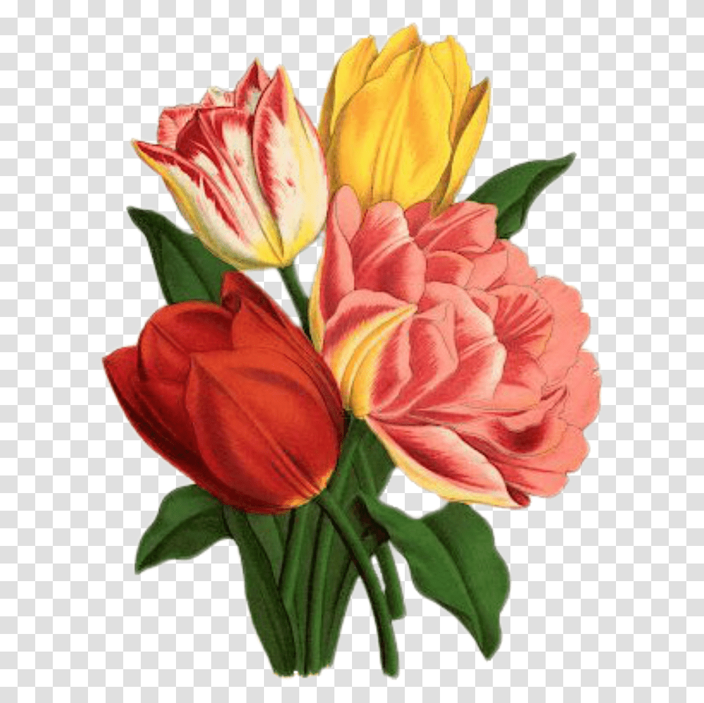Tulip Flower Cross Stitch Patterns, Plant, Blossom, Petal, Dahlia Transparent Png