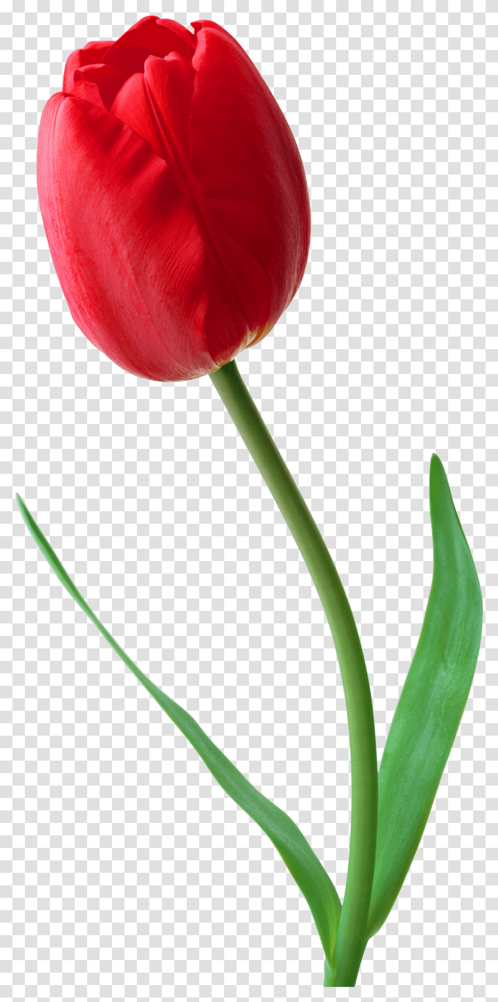 Tulip Flower Desktop Wallpaper Clip Art Tulip, Plant, Blossom Transparent Png