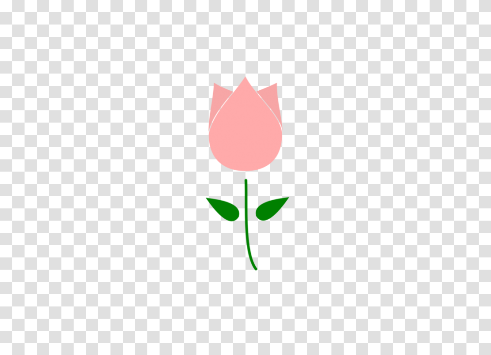 Tulip Flower Download Computer Icons Drawing, Plant, Blossom, Rose, Petal Transparent Png