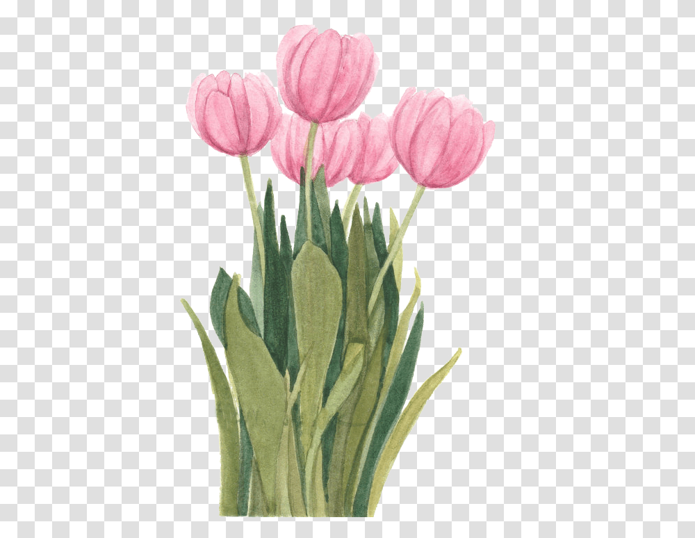 Tulip Flower Drawings Clip Art Painting, Plant, Blossom Transparent Png