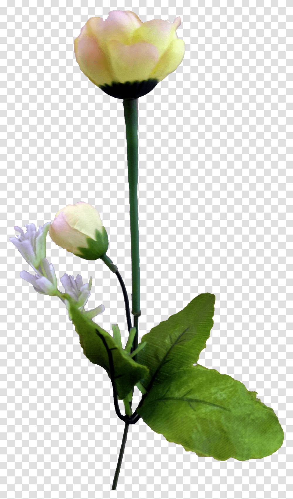 Tulip Flower Flower, Plant, Blossom, Acanthaceae, Petal Transparent Png