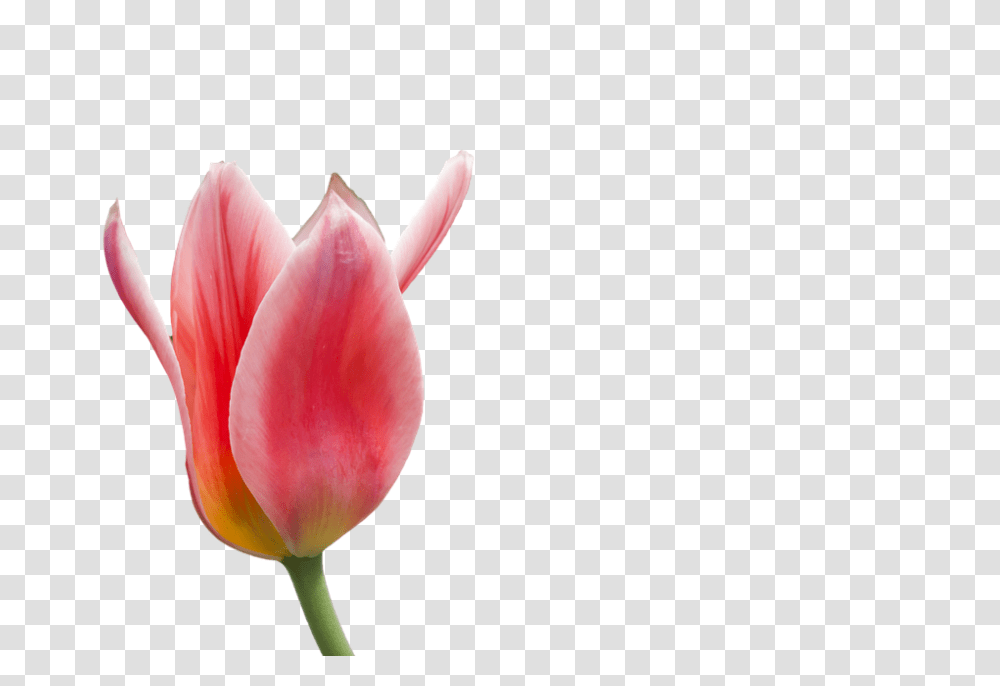 Tulip Flower Free Images Download Red Setangkai Bunga Tulip Layu, Plant, Blossom Transparent Png