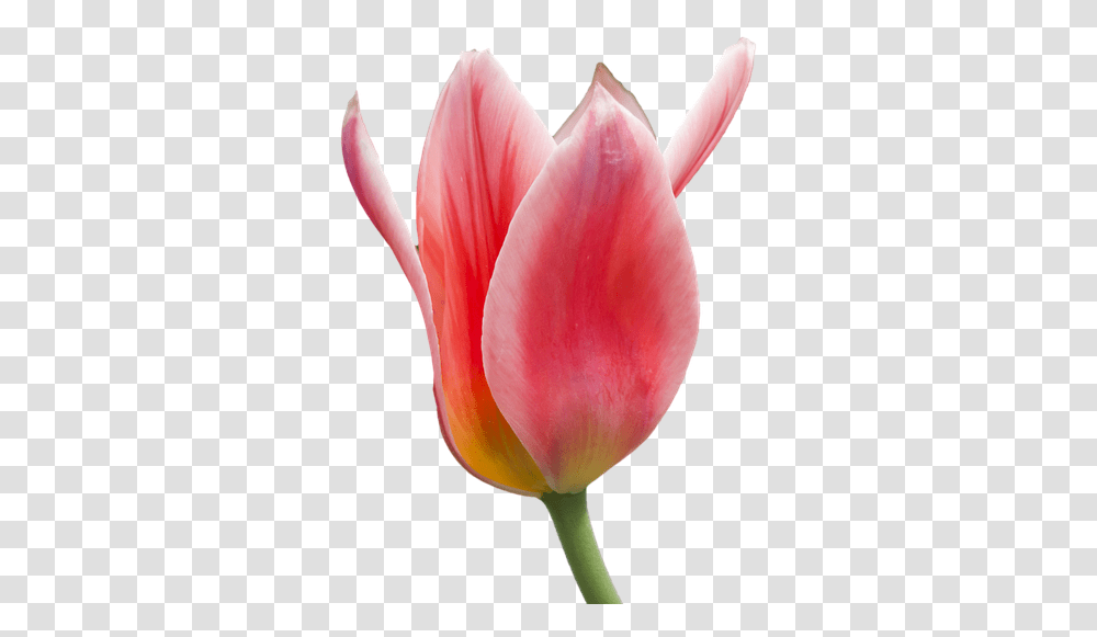 Tulip Flower Free Images Free Download Tulipano, Plant, Blossom, Petal Transparent Png