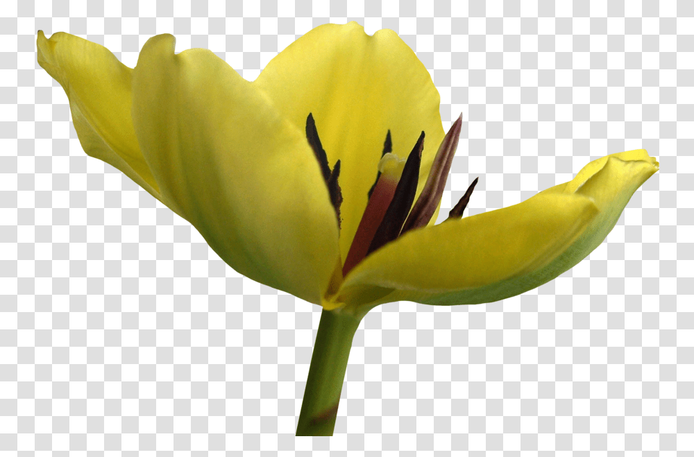 Tulip Flower Free Images Free Lily Family, Plant, Blossom, Pollen, Petal Transparent Png