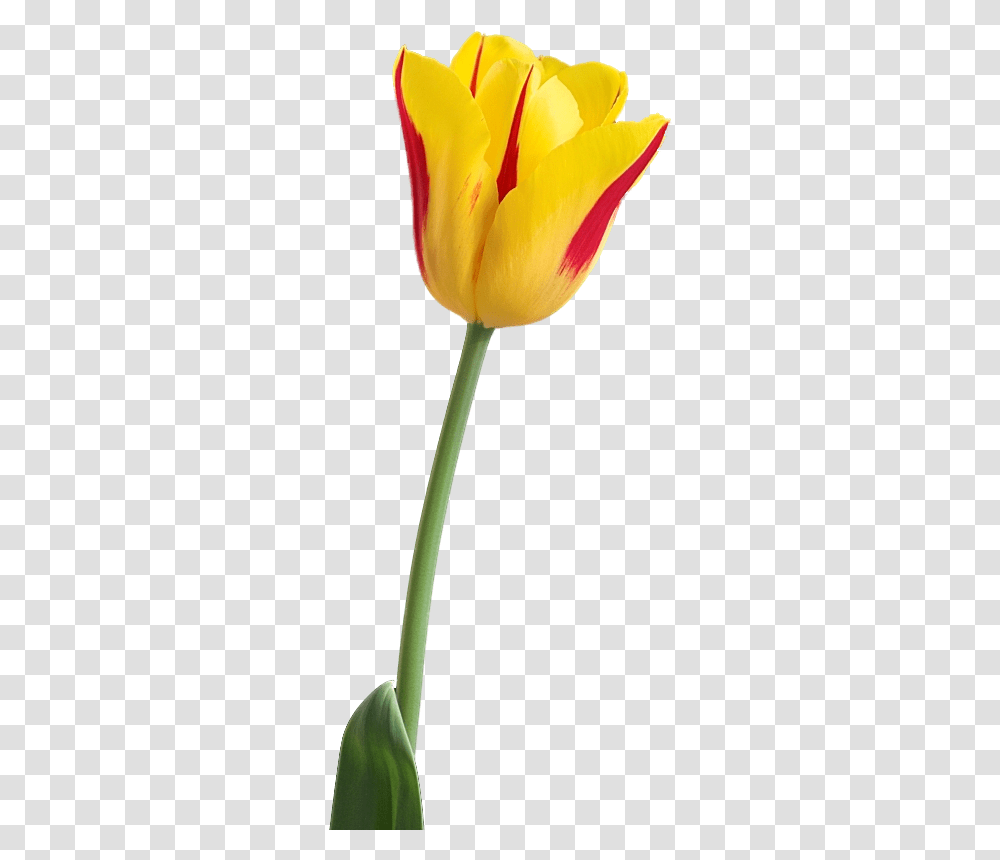 Tulip Flower Hd, Plant, Blossom Transparent Png