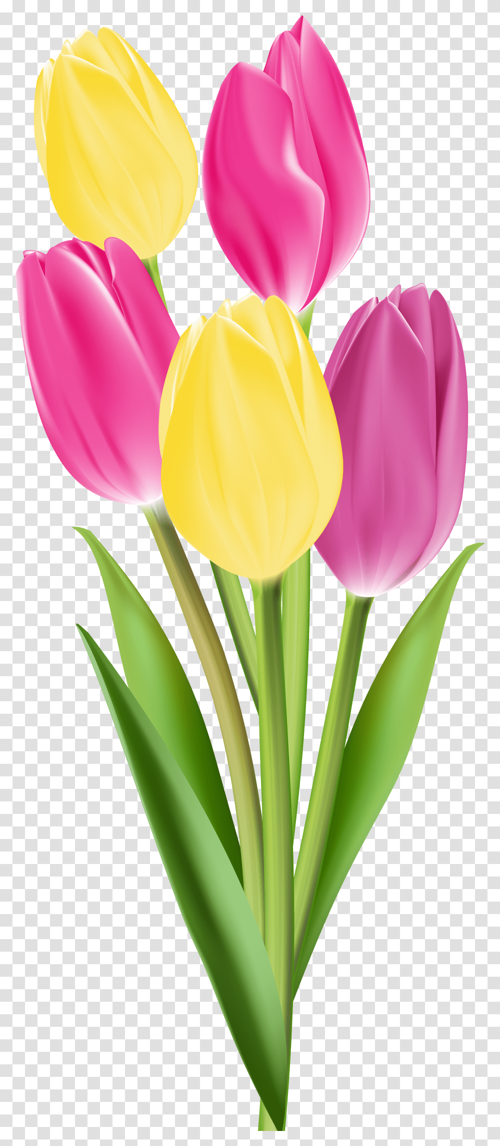 Tulip Flower Hd Transparent Png