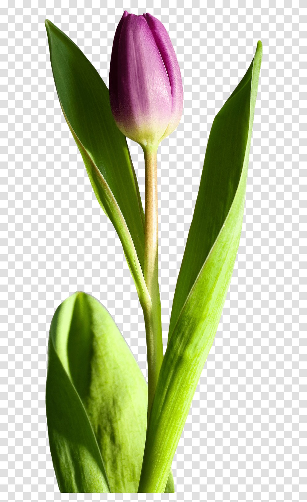 Tulip Flower Image Flowers, Plant, Amaryllidaceae, Leaf, Tree Transparent Png