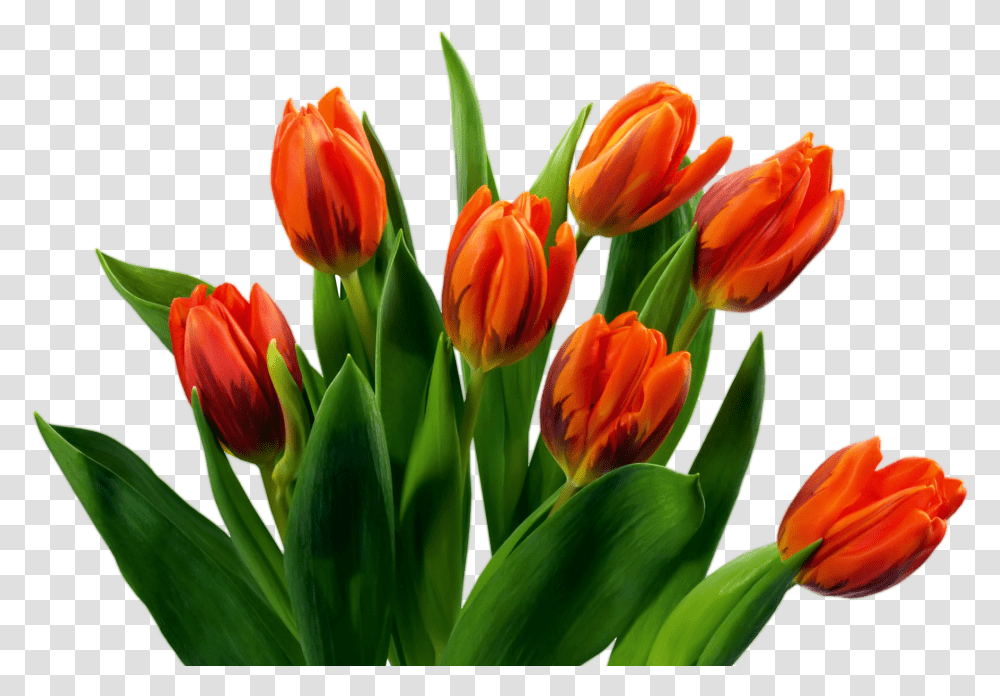 Tulip Flower Images Free Gallery Background Bouquet Of Flowers, Plant, Blossom, Petal, Spring Transparent Png