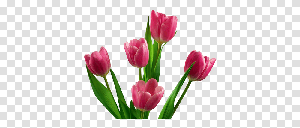 Tulip Flower Images Free Gallery Background Pink Tulip, Plant, Blossom, Flower Arrangement, Flower Bouquet Transparent Png