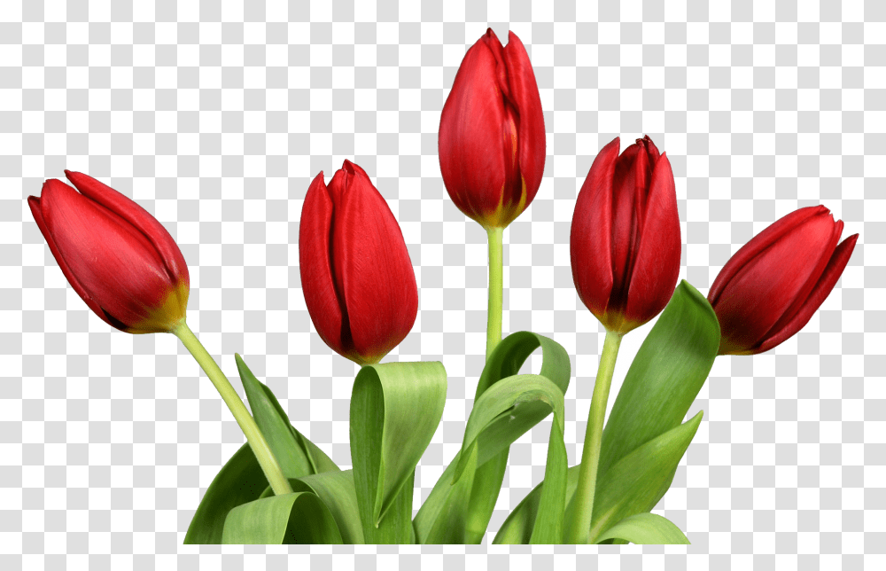 Tulip Flower Images Free Gallery Tulip, Plant, Blossom Transparent Png