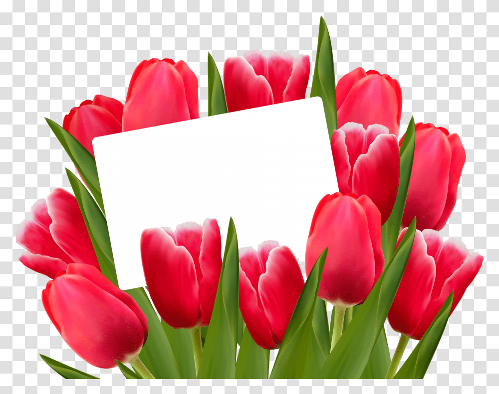 Tulip Flower Images Free Gallery Tulips, Plant, Blossom, Petal Transparent Png