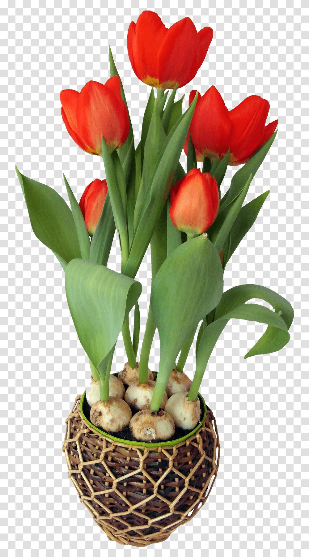 Tulip Flower In Pot Flower In A Pot, Plant, Blossom, Flower Arrangement, Flower Bouquet Transparent Png