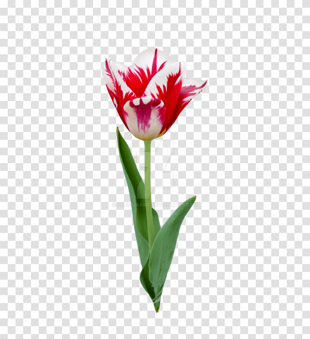 Tulip Flower On A Background, Plant, Blossom, Carnation, Flower Arrangement Transparent Png
