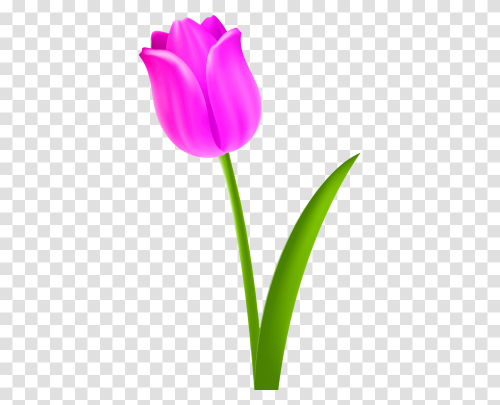 Tulip Flower Petal Purple, Plant, Blossom Transparent Png