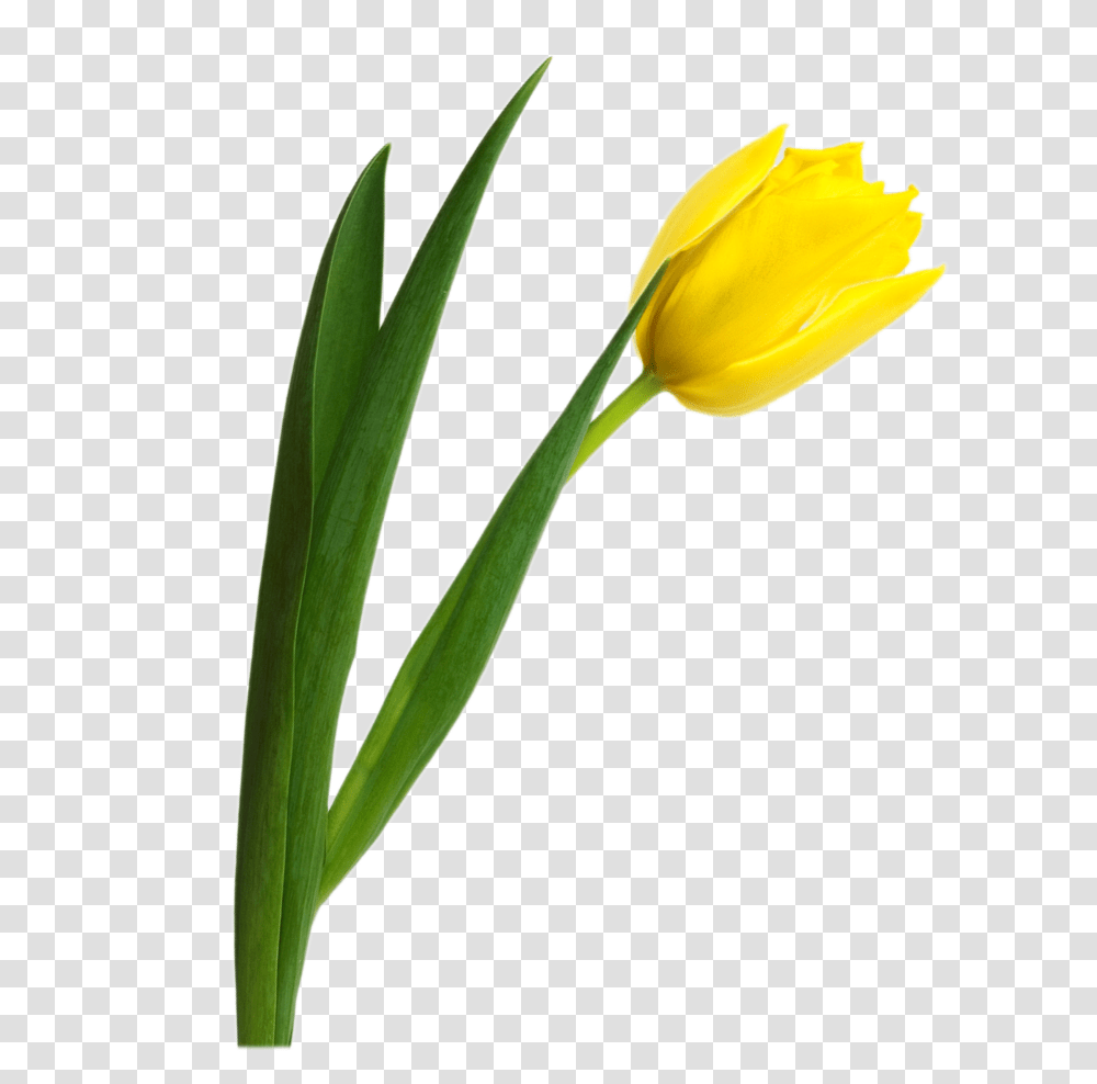 Tulip, Flower, Plant, Blossom, Daffodil Transparent Png