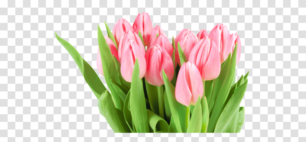 Tulip, Flower, Plant, Blossom, Flower Arrangement Transparent Png