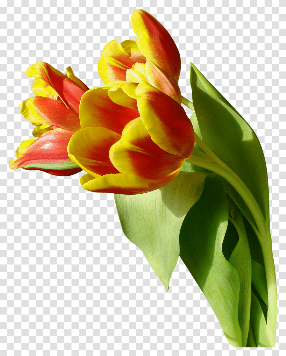 Tulip, Flower, Plant, Blossom, Flower Arrangement Transparent Png
