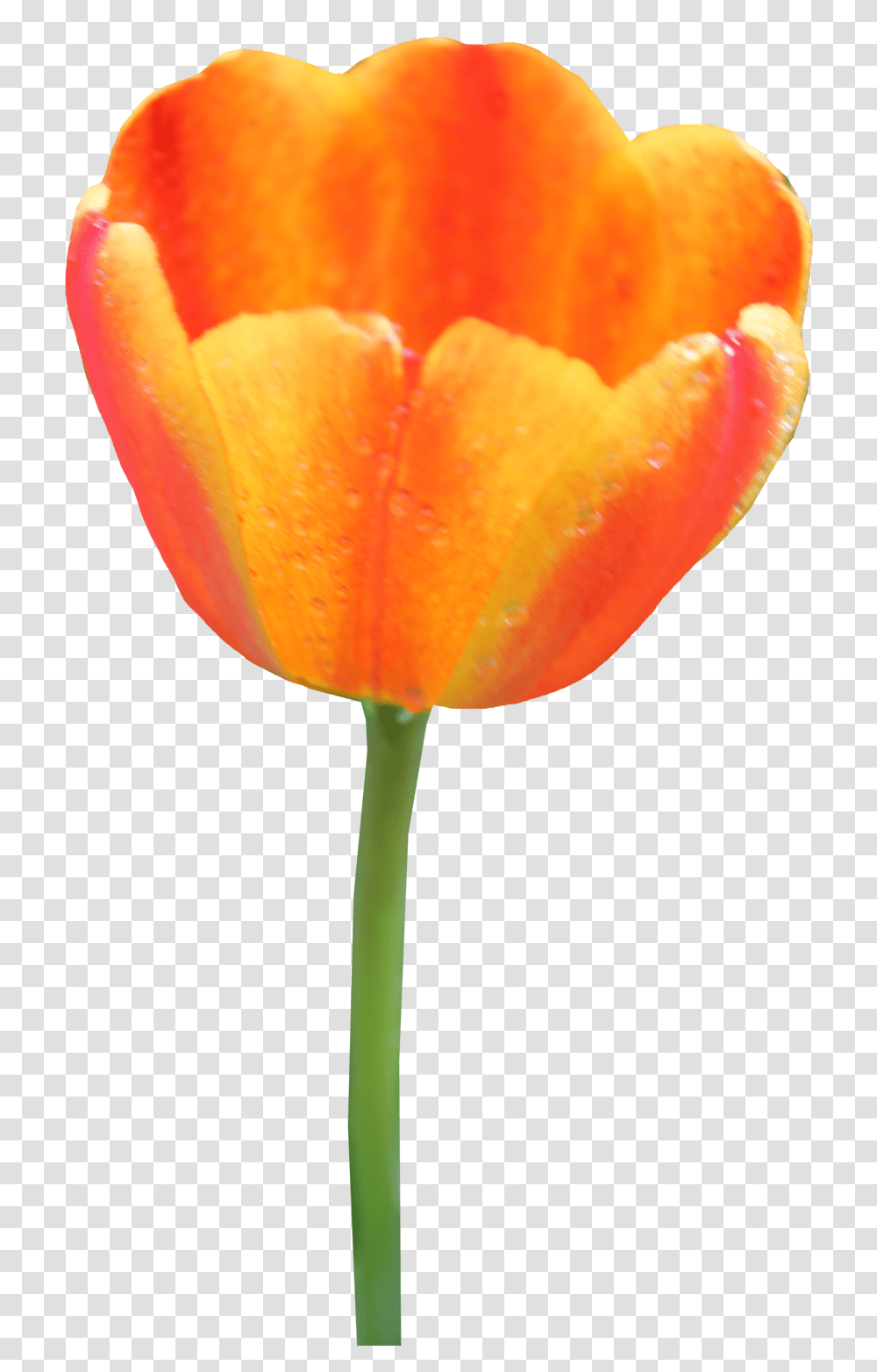 Tulip, Flower, Plant, Blossom, Fungus Transparent Png