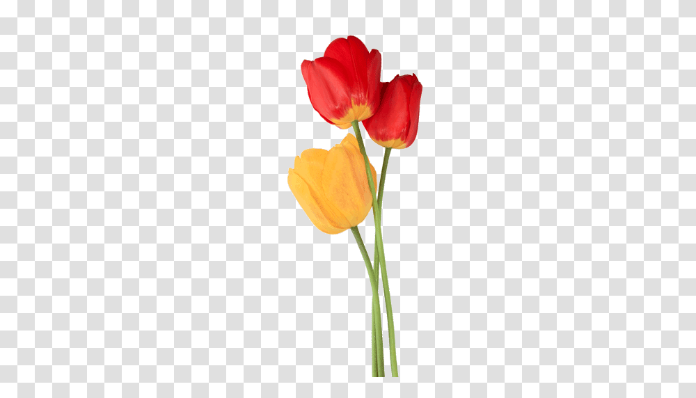 Tulip, Flower, Plant, Blossom, Petal Transparent Png