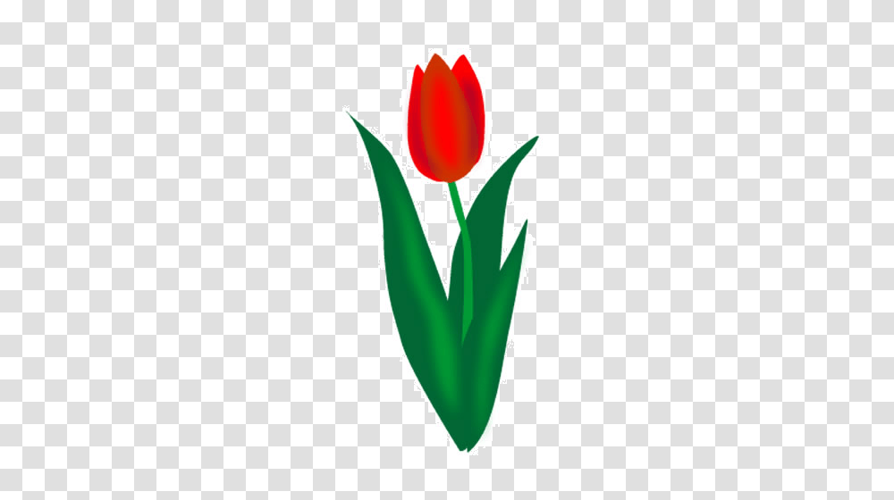 Tulip, Flower, Plant, Blossom, Petal Transparent Png