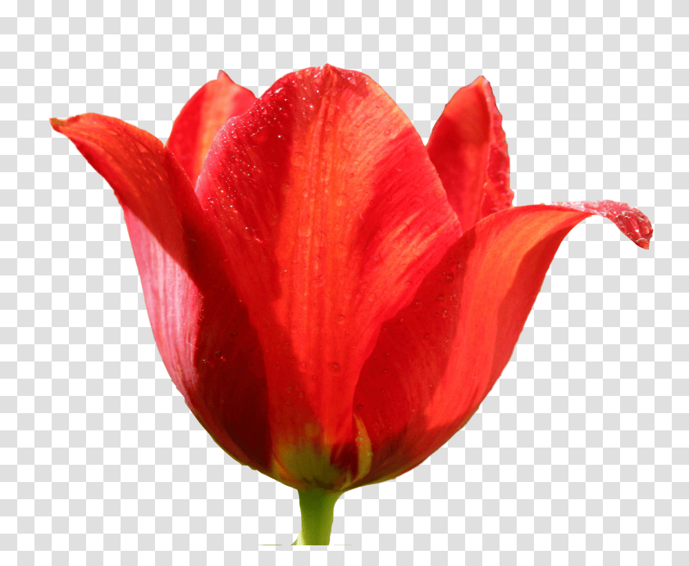 Tulip, Flower, Plant, Blossom, Rose Transparent Png