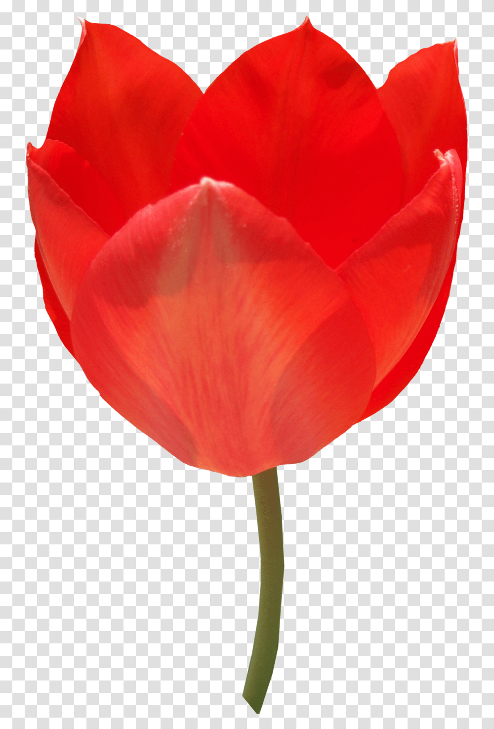 Tulip, Flower, Plant, Blossom, Rose Transparent Png