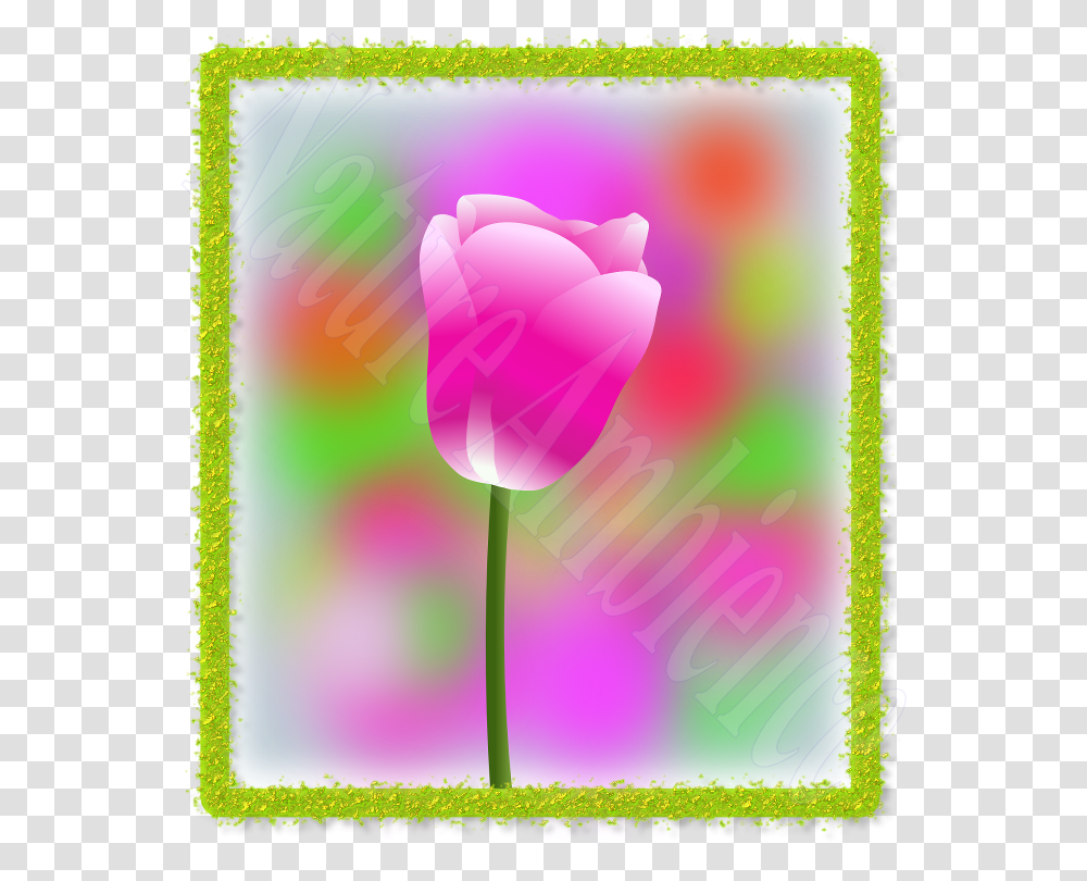 Tulip, Flower, Plant, Blossom, Spring Transparent Png