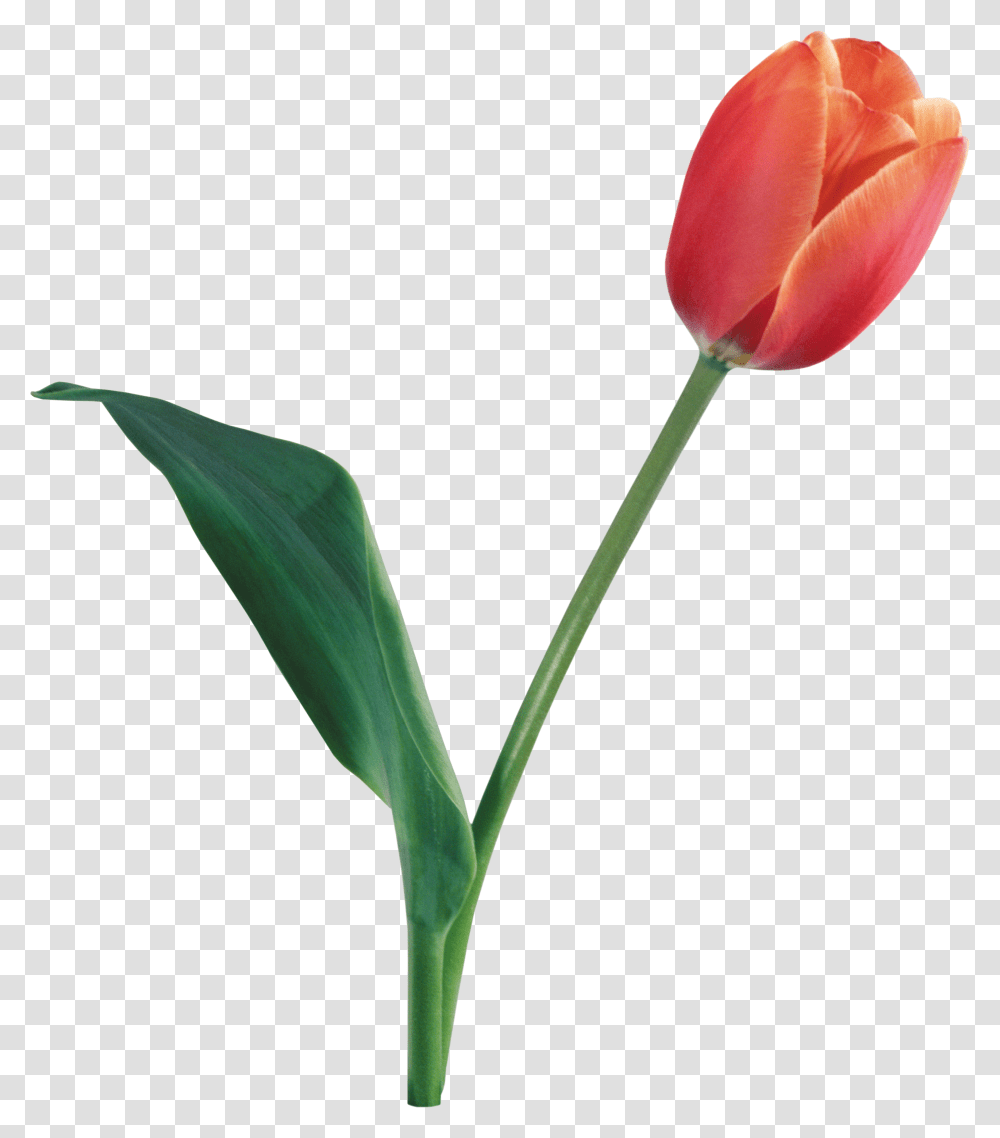 Tulip, Flower, Plant, Blossom Transparent Png
