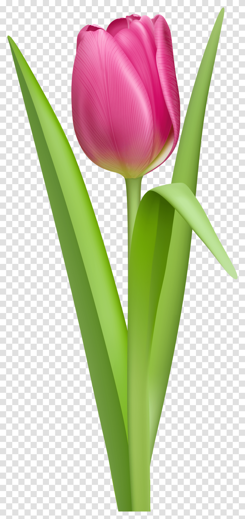Tulip, Flower, Plant, Blossom Transparent Png
