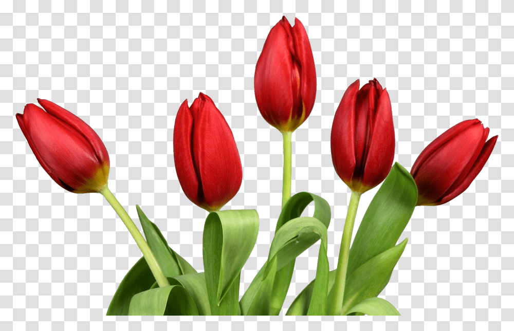 Tulip, Flower, Plant, Blossom Transparent Png