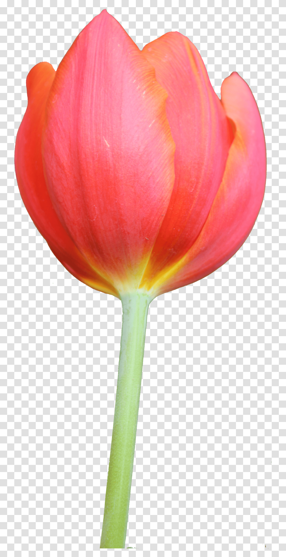 Tulip, Flower, Plant, Blossom Transparent Png