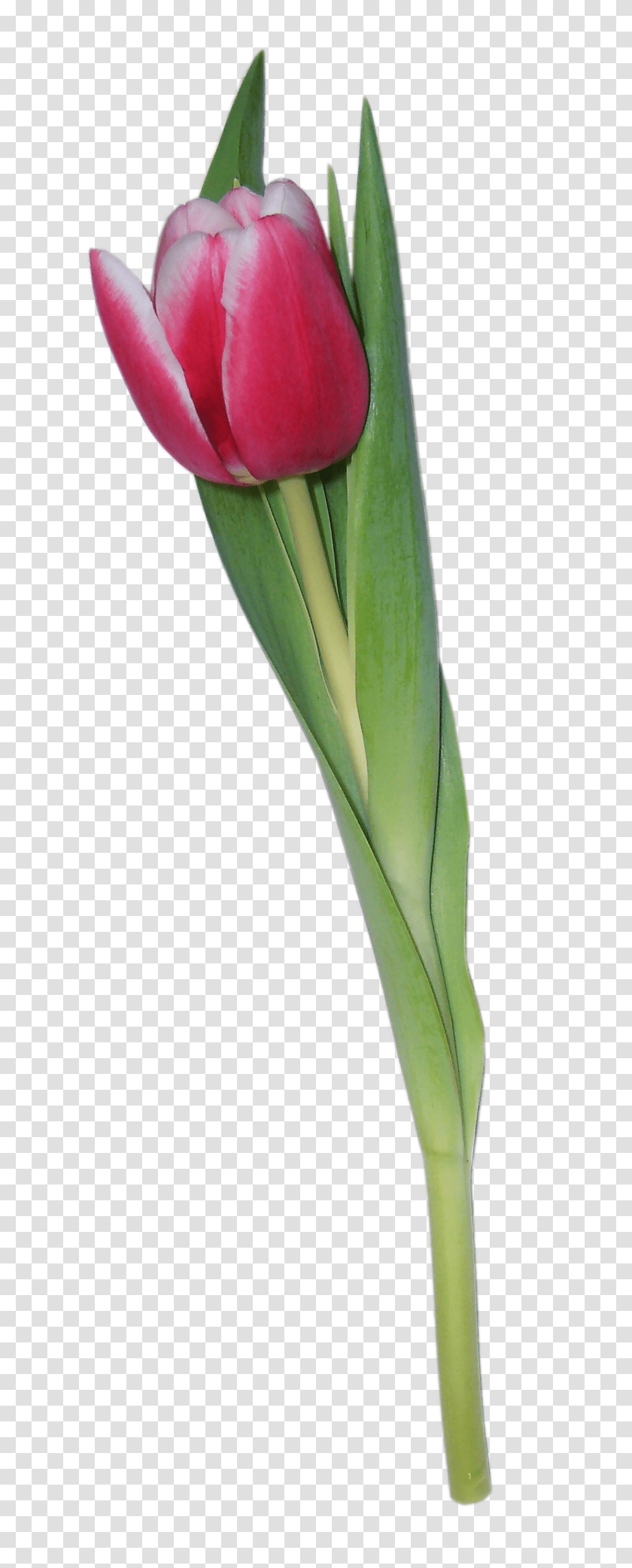 Tulip, Flower, Plant, Vegetable, Food Transparent Png