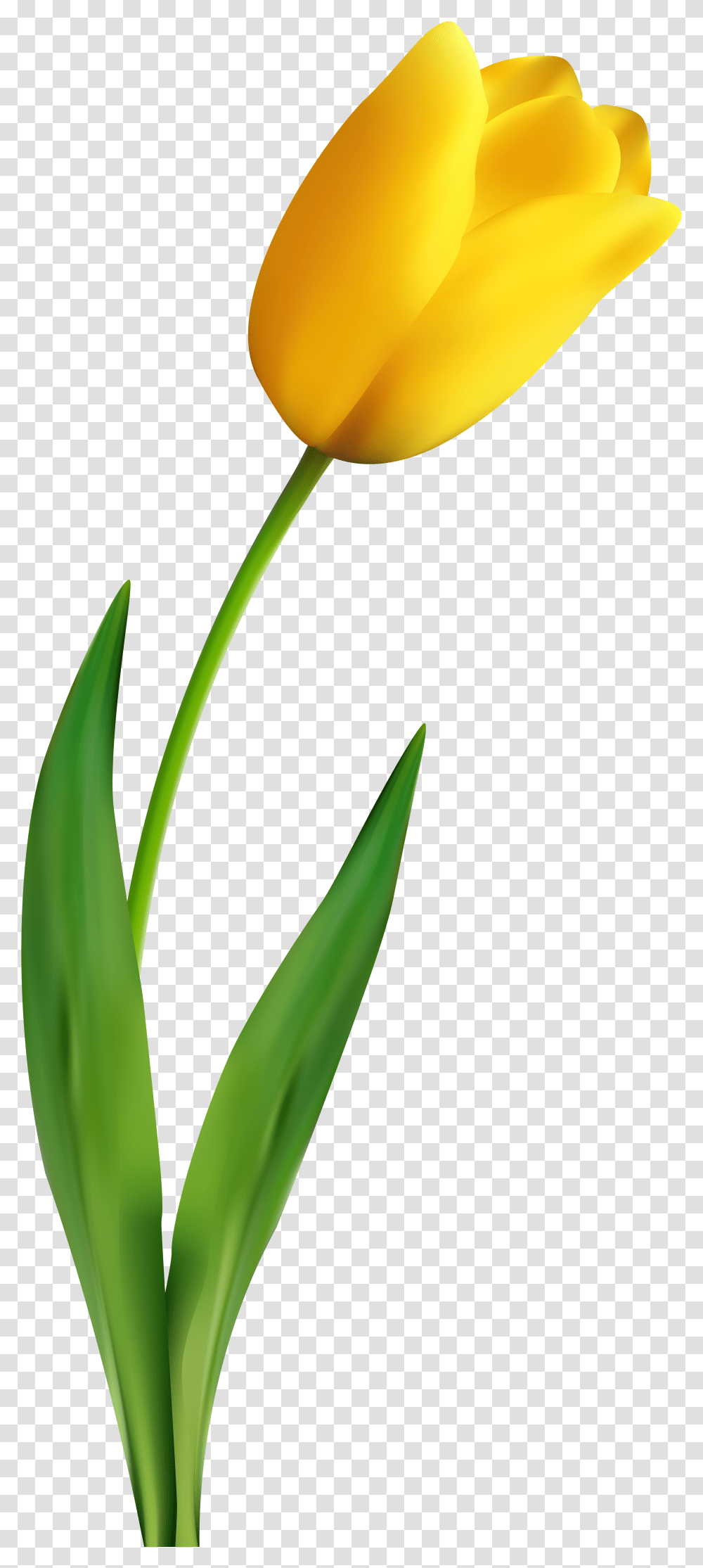 Tulip Flower Yellow Clip Art Yellow Tulip Clipart, Plant, Blossom, Petal Transparent Png