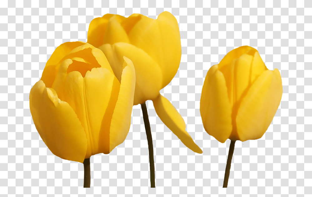 Tulip Flower Yellow, Plant, Blossom, Rose, Petal Transparent Png
