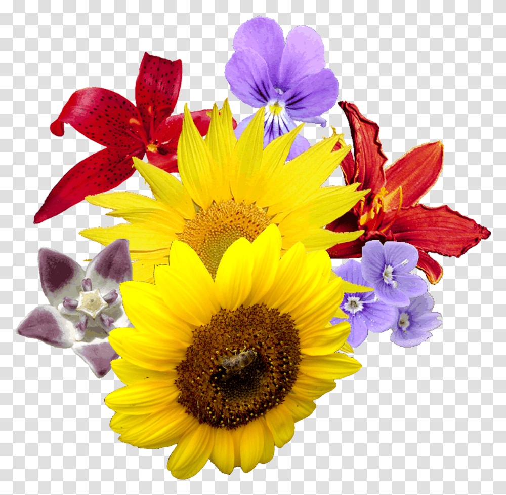Tulip Flowerfreepngtransparentimagesfreedownload Flower Images In, Plant, Blossom, Flower Arrangement, Flower Bouquet Transparent Png