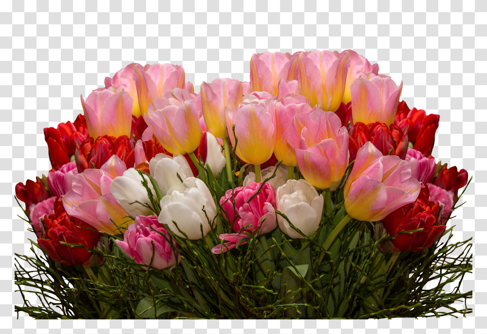 Tulip Flowerfreepngtransparentimagesfreedownload Transparent Png