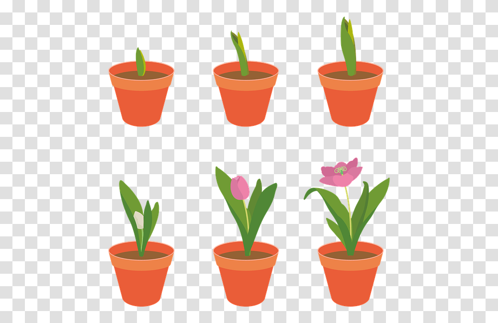 Tulip Flowers Garden Plants Growth Spring Pink Crescimento Planta, Juice, Beverage, Drink, Smoothie Transparent Png