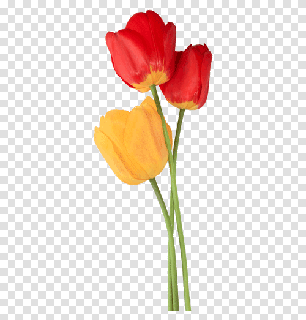 Tulip Free Download, Plant, Flower, Blossom, Petal Transparent Png