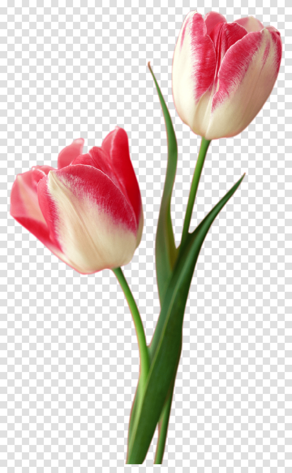 Tulip Free Download Tulip, Plant, Flower, Blossom, Rose Transparent Png