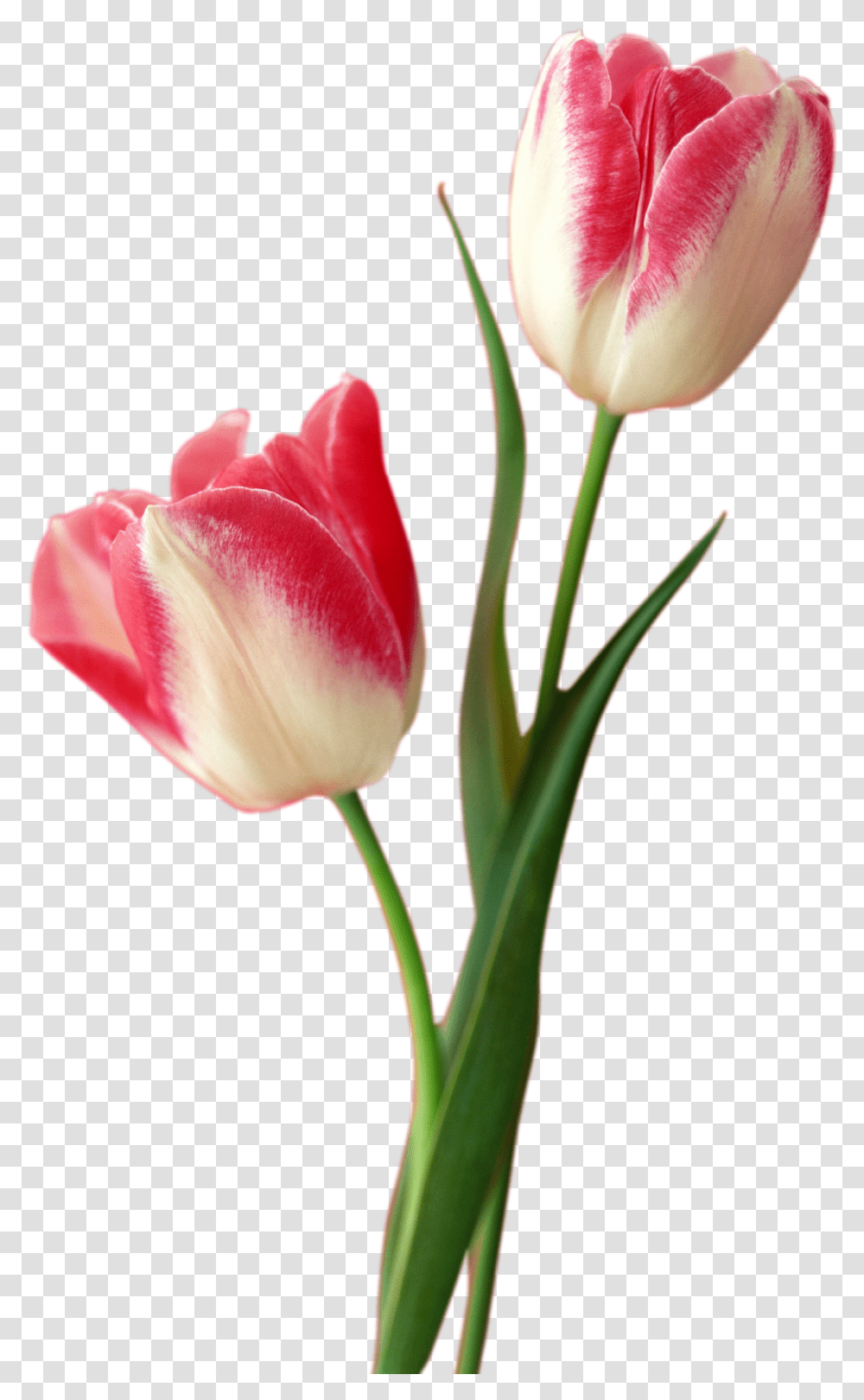 Tulip Free Download Tulips, Plant, Flower, Blossom, Rose Transparent Png
